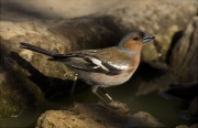 Mascle de Pinsà comú (Fringilla coelebs)