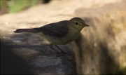 Mosquiter comú (Phylloscopus collybita)