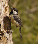 Mallerenga carbonera (Parus major)