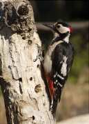 Mascle de Picot garser gros (Dendrocopos major)