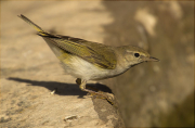 Mosquiter pàl·lid (Phylloscopus bonelli)