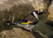 Cadernera (Carduelis carduelis)