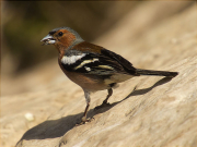 Mascle de Pinsà comú (Fringilla coelebs)