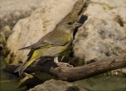 Femella de Verdum (Carduelis chloris)