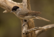 Mascle de Tallarol de casquet (Sylvia atricapilla)