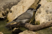 Mascle de Tallarol de casquet (Sylvia atricapilla)