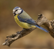 Mallerenga blava (Cyanistes caeruleus)