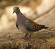 Tórtora europea (Streptopelia turtur)