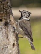 Mallerenga emplomallada (Parus cristatus)