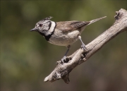 Mallerenga emplomallada (Parus cristatus)