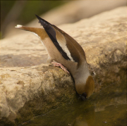 Durbec (Coccothraustes coccothraustes)