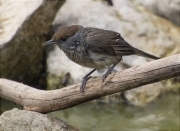 Femella de Tallarol de casquet (Sylvia atricapilla)