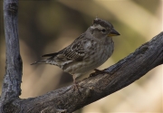 Pardal roquer (Petronia petronia)