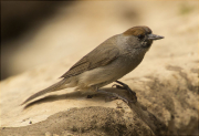 Femella de Tallarol de casquet (Sylvia atricapilla)