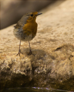 Pit roig (Erithacus rubecola)