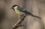 Mallerenga carbonera (Parus major)