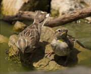 Pardal roquer (Petronia petronia)