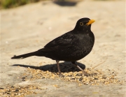 Mascle de Merla (Turdus merula)