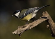 Mallerenga carbonera (Parus major)