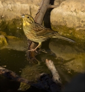 Femella de Gratapalles (Emberiza cirlus)