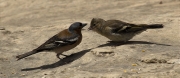 Mascle de Pinsà comú (Fringilla coelebs) alimentant a un jove