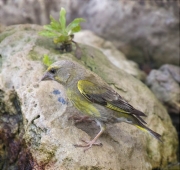 Femella de Verdum (Carduelis chloris)