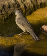 Femella de Tallarol de casquet (Sylvia atricapilla)