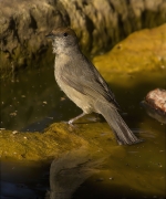 Femella de Tallarol de casquet (Sylvia atricapilla)