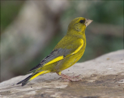 Mascle de Verdum (Carduelis chloris)