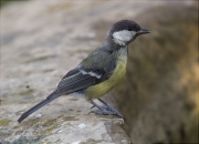 Jove de Mallerenga carbonera (Parus major)