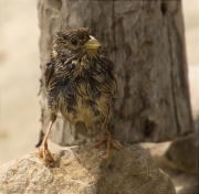 Cruixidell (Emberiza calandra)