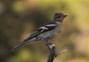 Jove de Pinsà comú (Fringilla coelebs)