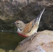 Mascle de Passerell (Carduelis cannabina)