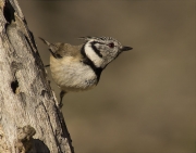 Mallerenga emplomallada (Parus cristatus)