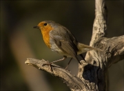 Pit roig (Erithacus rubecola)