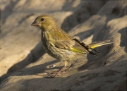 Jove de Verdum (Carduelis chloris)