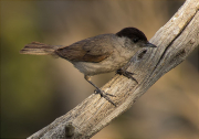 Mascle de Tallarol de casquet (Sylvia atricapilla)