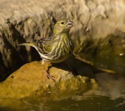 Femella de Gafarró (Serinus serinus)