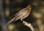 Jove de Merla (Turdus merula)