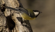 Mallerenga carbonera (Parus major)