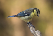 Jove de Mallerenga blava (Cyanistes caeruleus)