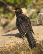 Mascle de Merla (Turdus merula)