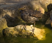 Jove de Merla (Turdus merula)