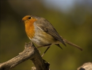 Pit roig (Erithacus rubecola)