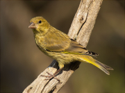 Femella de Verdum (Carduelis chloris)