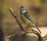 Mallerenga blava (Cyanistes caeruleus)