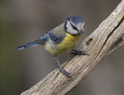 Mallerenga blava (Cyanistes caeruleus)