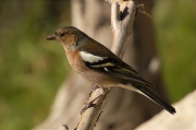 Mascle de Pinsà comú (Fringilla coelebs)