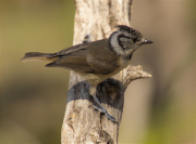 Mallerenga emplomallada (Parus cristatus)