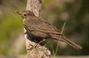 Femella de Merla (Turdus merula)